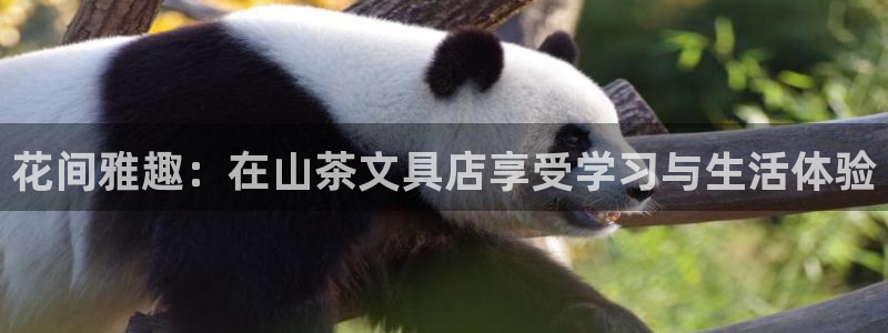 彩名堂v1.0.6：花间雅趣：在山茶文具